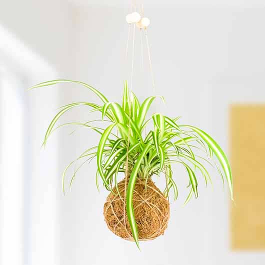 Art du Kokedama - Kit DIY